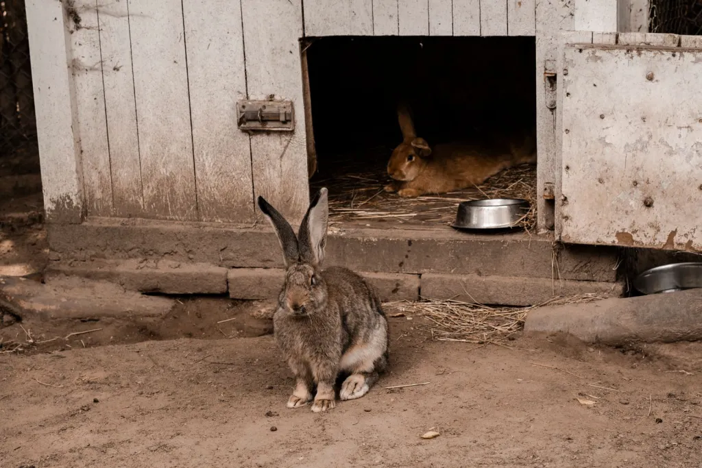 Thoughtful Care for Rabbits