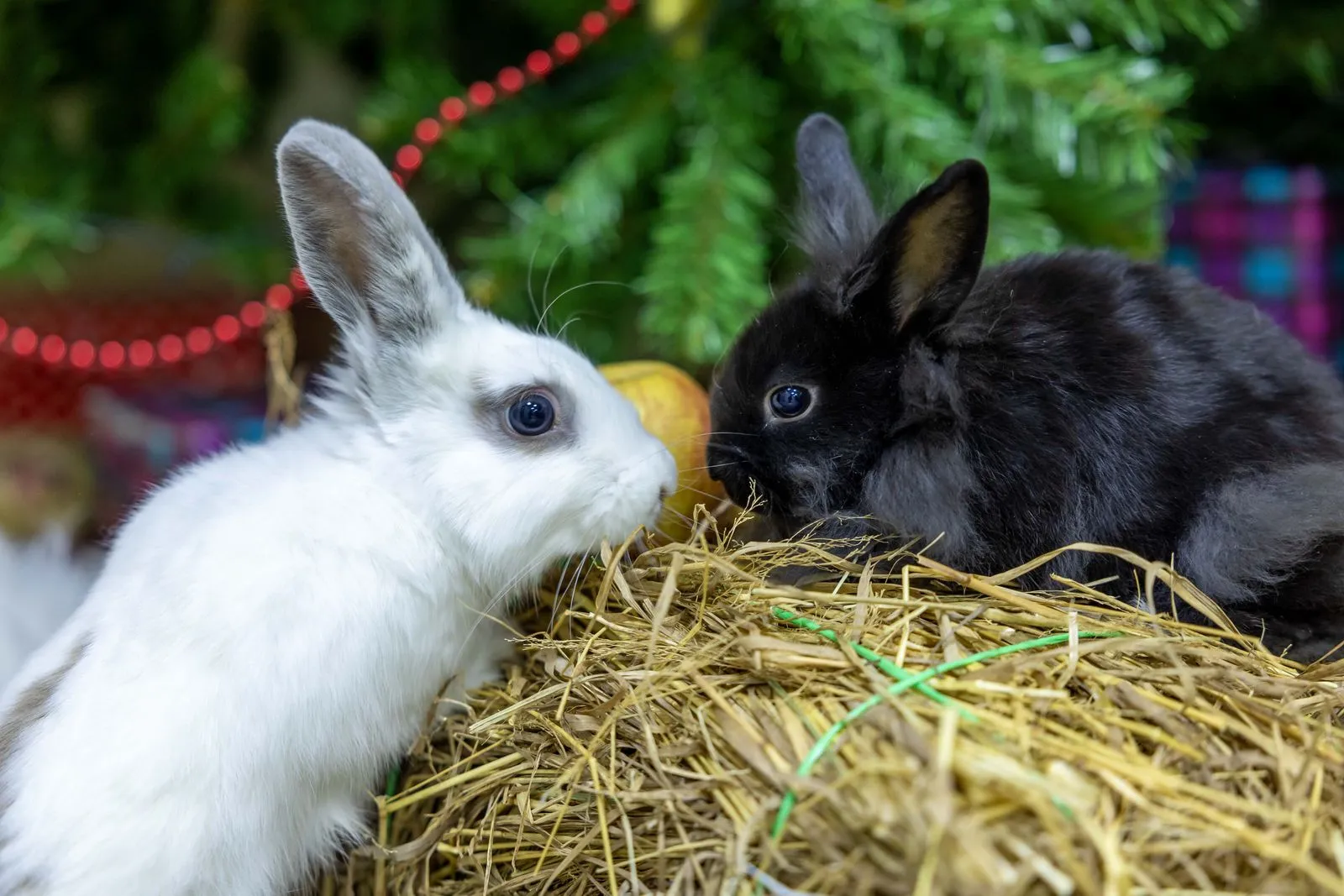 How to Prepare Your Rabbit for Boarding