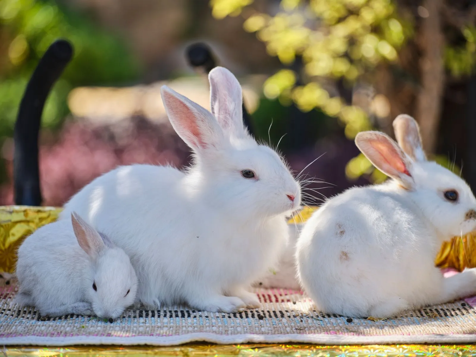 What to Pack for Rabbit Boarding